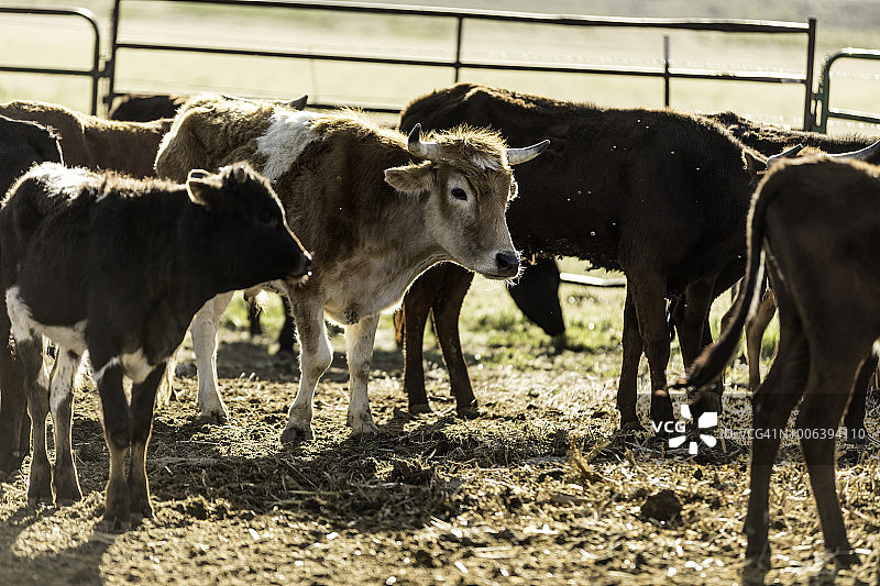 围栏里的牧场肉牛图片素材