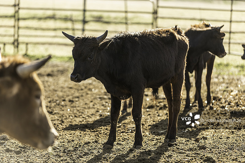围栏里的牧场肉牛图片素材
