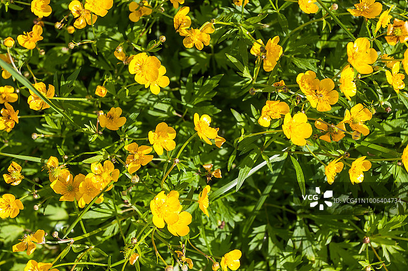 白毛茛（草地毛茛，高毛茛）及其黄色花朵图片素材
