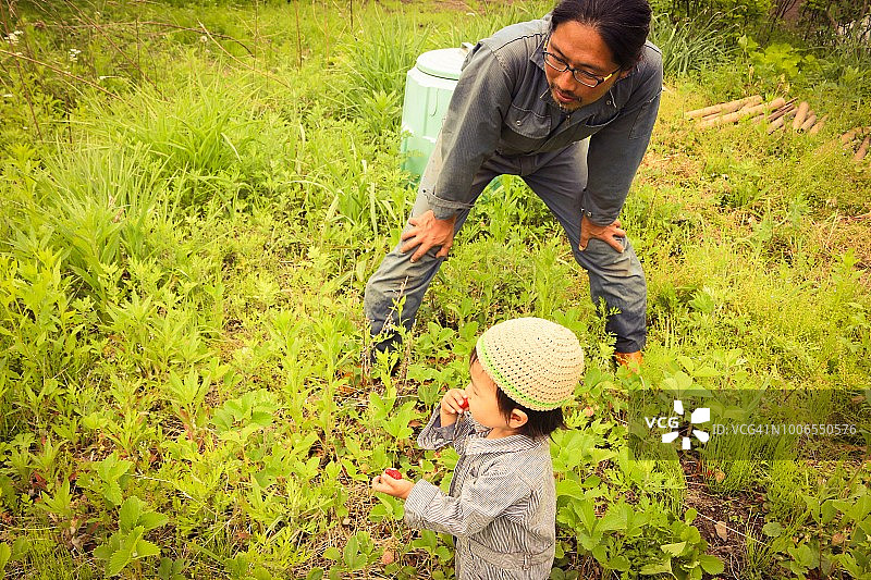 男孩采摘草莓图片素材