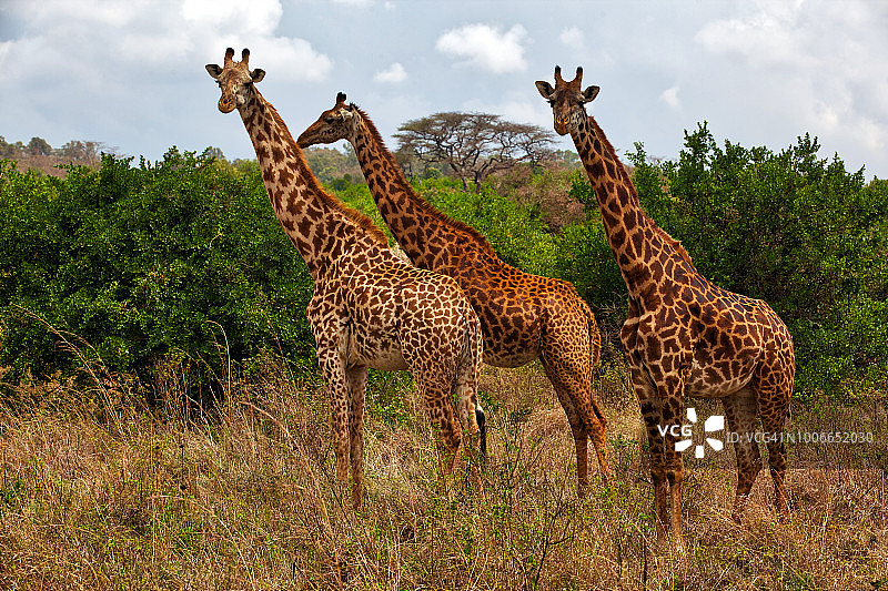 长颈鹿在野外树前摆姿势图片素材