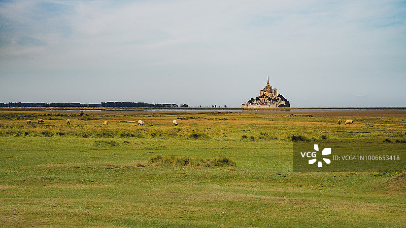 在法国圣米歇尔山盐碱草场上吃草的羊群图片素材