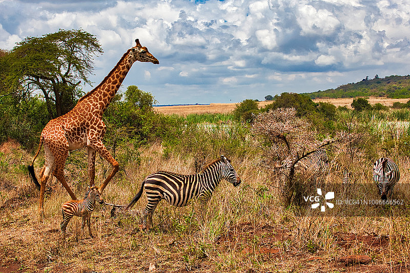 在野外与斑马母子一同漫步的长颈鹿图片素材
