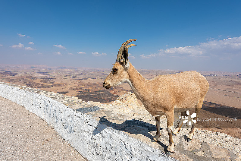以色列拉蒙火山口的努比亚野山羊图片素材