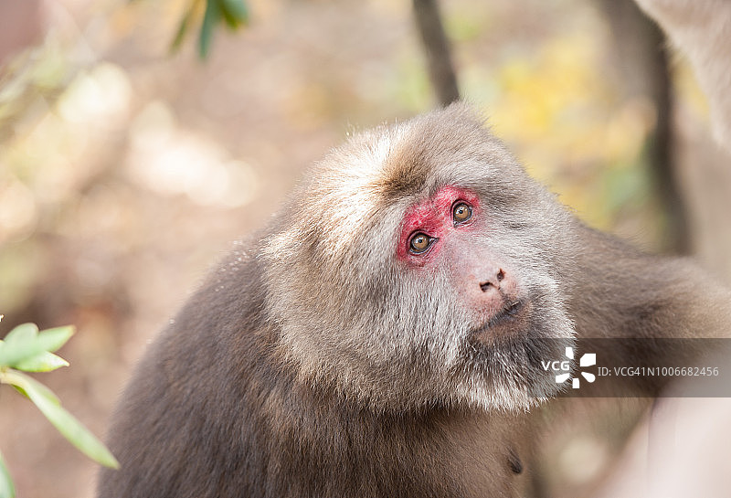 黄山荒野中的雌性藏猕猴图片素材