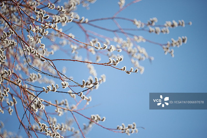 蓝天下的一棵柳树图片素材