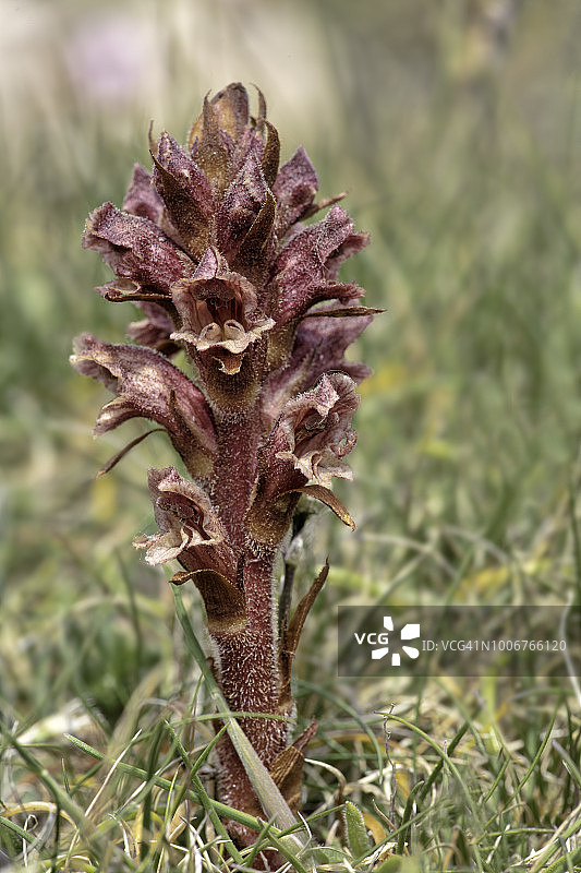 百里香列当(Orobanche alba)图片素材