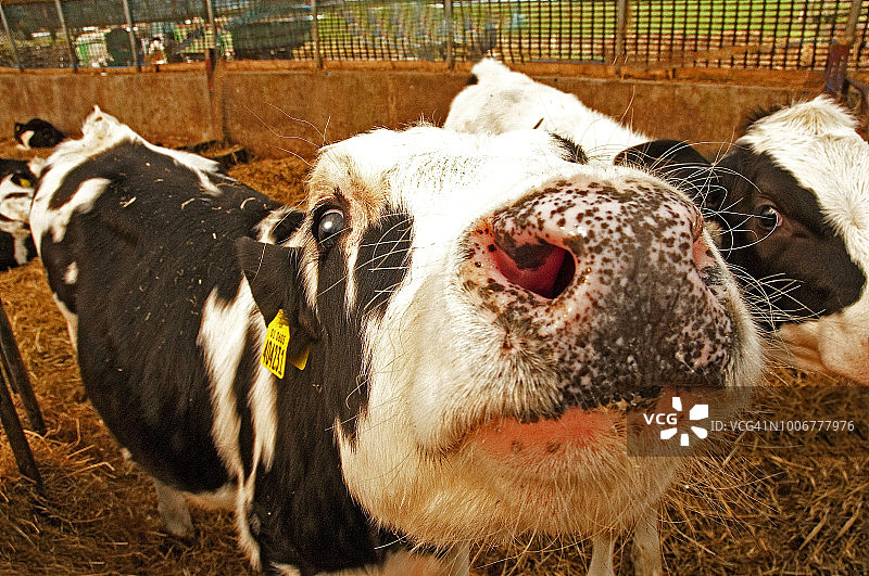 展示身份识别耳标的 молодая 小母牛图片素材
