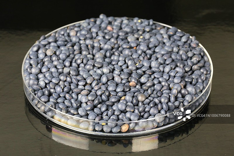 贝卢加小扁豆菜肴图片素材