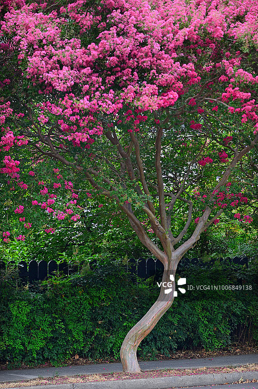 盛开的紫薇树图片素材