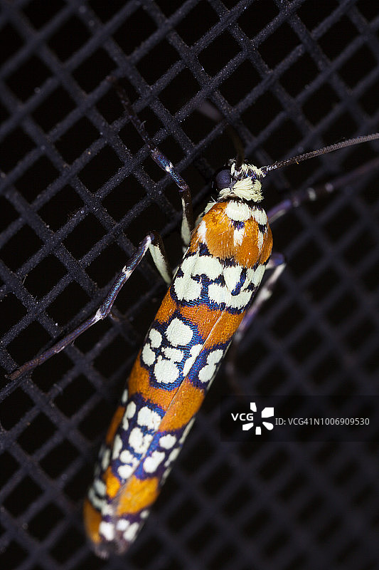 臭椿巢蛾图片素材