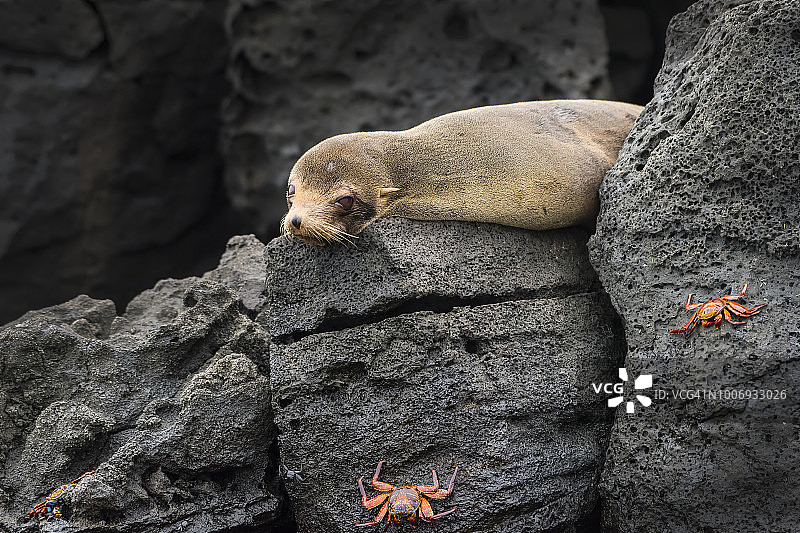 伊莎贝拉岛上的加拉帕戈斯皮毛海狮图片素材