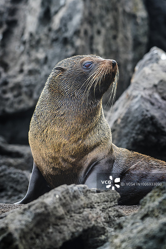 伊莎贝拉岛上的加拉帕戈斯皮毛海狮图片素材