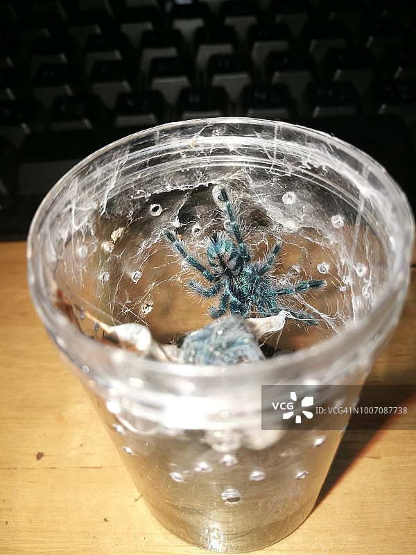 粉红脚趾的塔兰图拉毒蛛图片素材