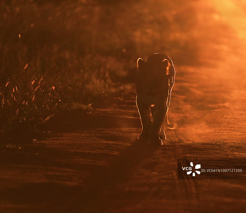 狮子(豹属狮子座)图片素材