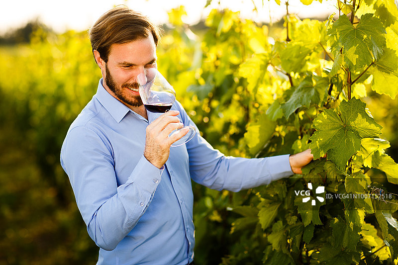 在葡萄园品尝葡萄酒图片素材