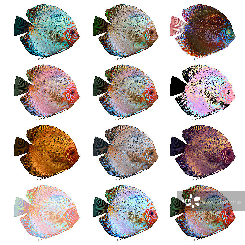 盘丽鱼变种图片素材