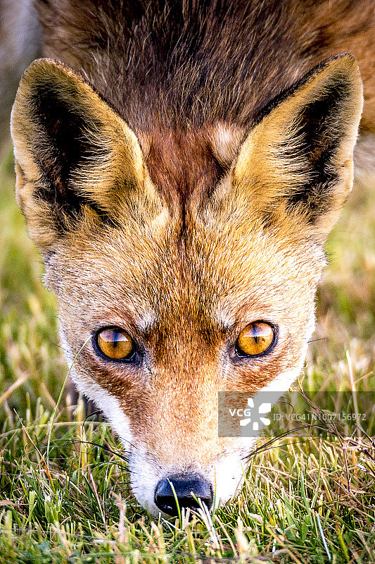 红狐从田野里走向相机图片素材