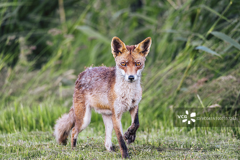 红狐从田野里走向相机图片素材