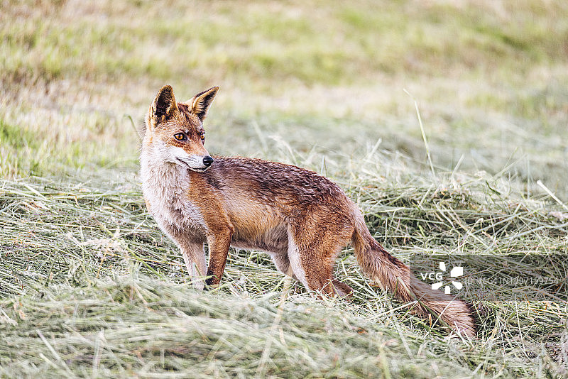 站在田野里的红狐图片素材