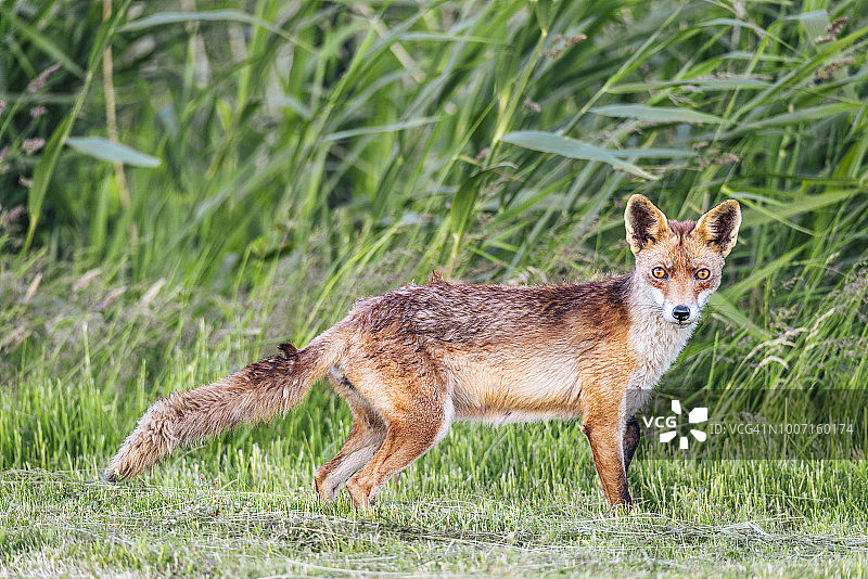 红狐从田野里走向相机图片素材