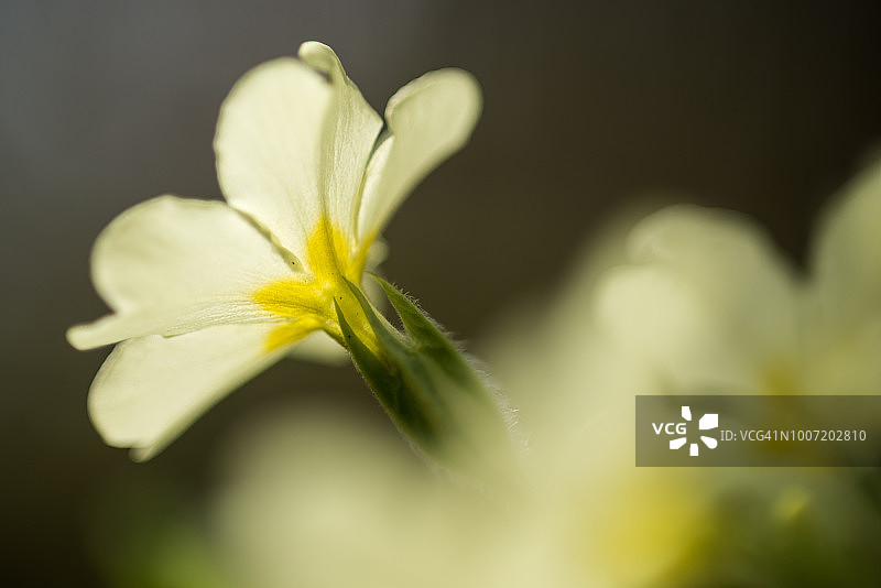 开花的普通报春花，英国肯特郡林地图片素材