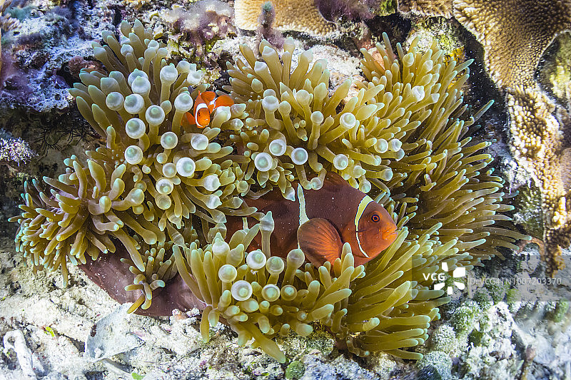 spinecheek anemonefish，印度尼西亚科莫多国家公园图片素材