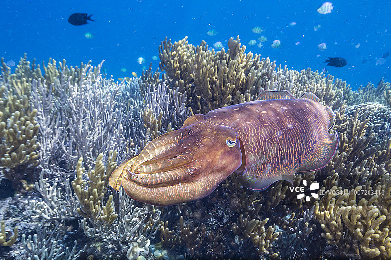 宽鳍乌贼在印度尼西亚弗洛勒斯海的珊瑚礁上图片素材