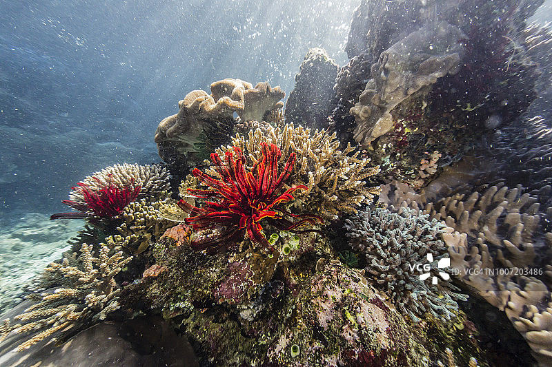 科莫多国家公园Tengah Kecil岛上的红色海百合图片素材