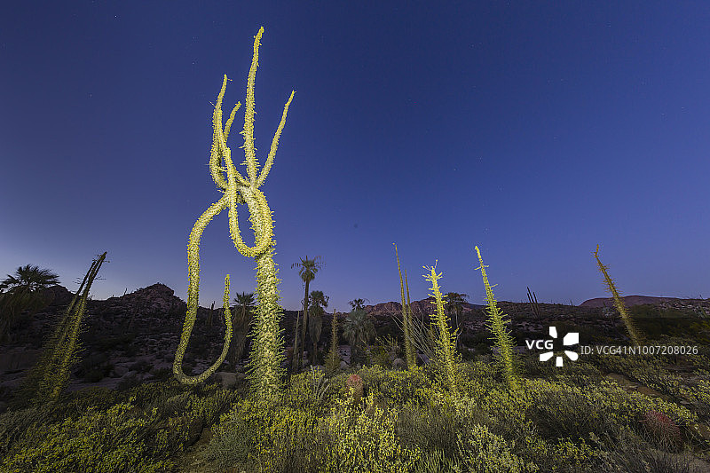 墨西哥下加利福尼亚仙人柱树图片素材