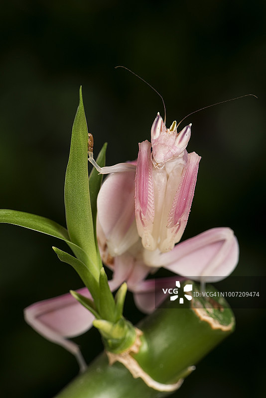 兰花螳螂，马来西亚，东南亚图片素材