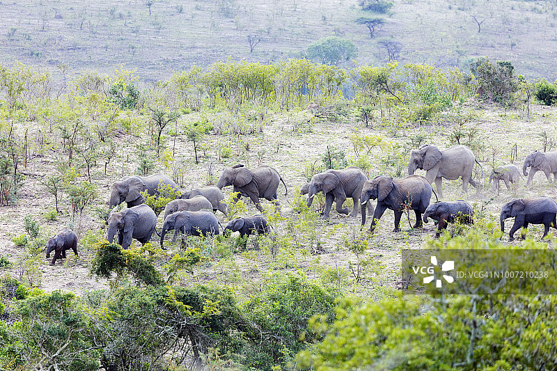 非洲象群，摄于南非夸祖鲁-纳塔尔省赫卢赫卢韦-印弗洛兹公园图片素材