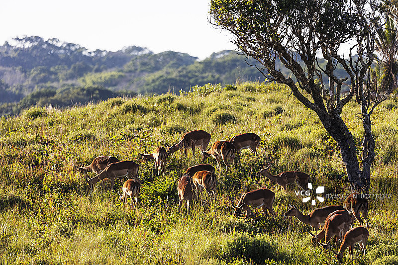 南非伊西曼加利索湿地公园的黑斑羚图片素材