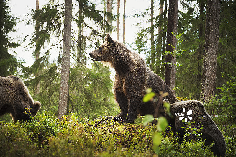 棕熊（Ursus Arctos），芬兰，斯堪的纳维亚，欧洲图片素材