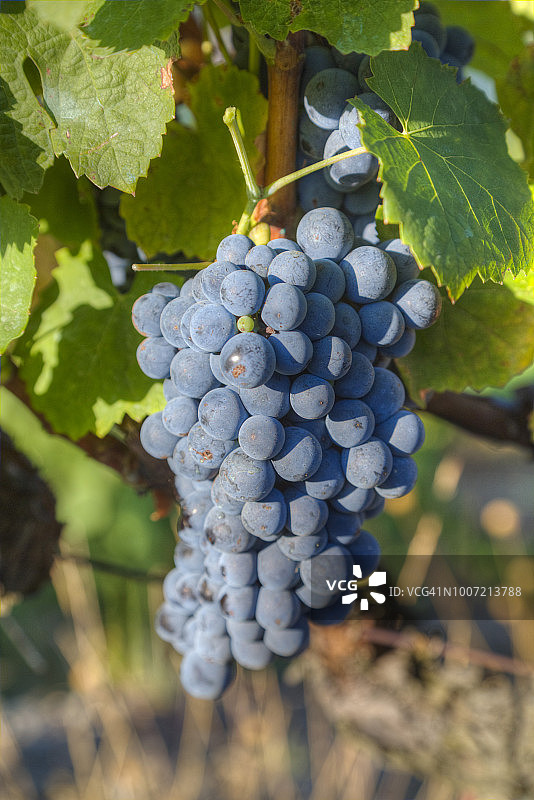 葡萄牙上杜罗产区藤蔓上的葡萄图片素材