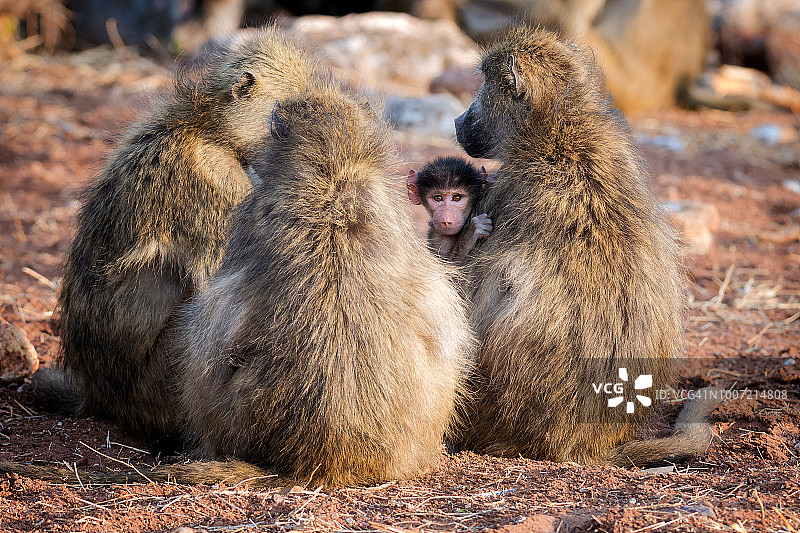 博茨瓦纳的狒狒家庭图片素材