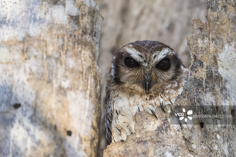 古巴萨帕塔国家公园中的野生裸腿猫头鹰图片素材