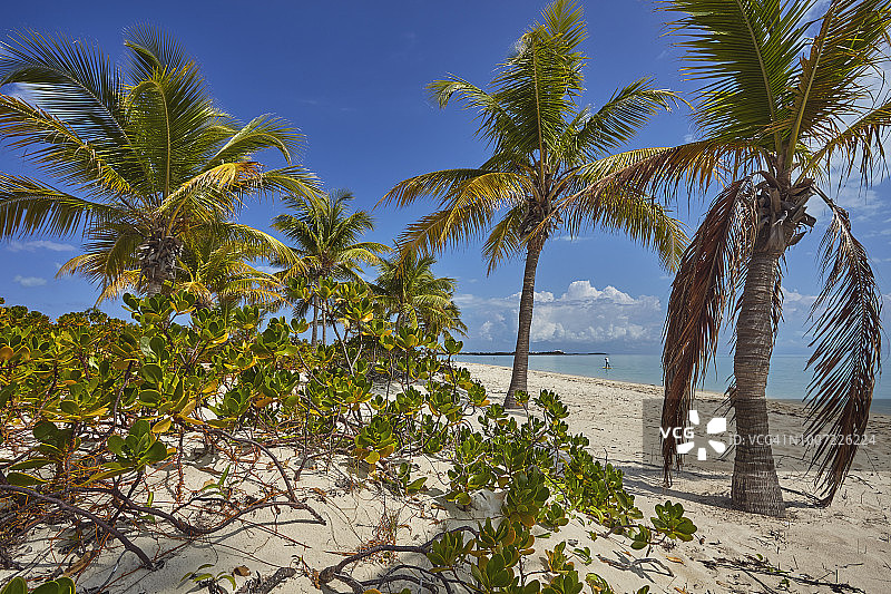 特克斯和凯科斯群岛普罗维登西亚莱斯岛南海岸长湾海滩沿线的植被图片素材