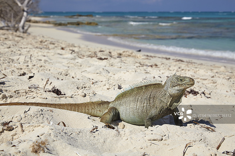 特克斯和凯科斯群岛岩鬣蜥，位于中美洲西印度群岛特克斯和凯科斯群岛普罗维登西亚莱斯岛小水礁图片素材