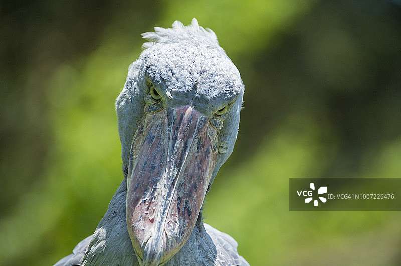 鲸头鹳，乌干达，非洲图片素材