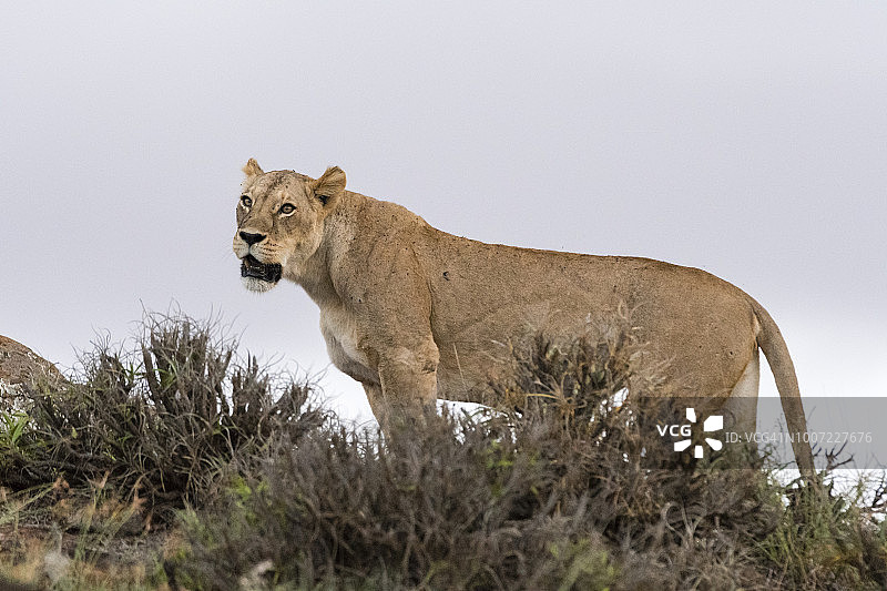 东非肯尼亚察沃，母狮站在Lualenyi保护区狮子岩上图片素材