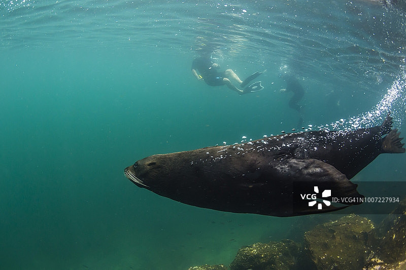 加拉帕戈斯海狮在水下（赫诺韦萨岛，加拉帕戈斯群岛，厄瓜多尔，南美洲）图片素材