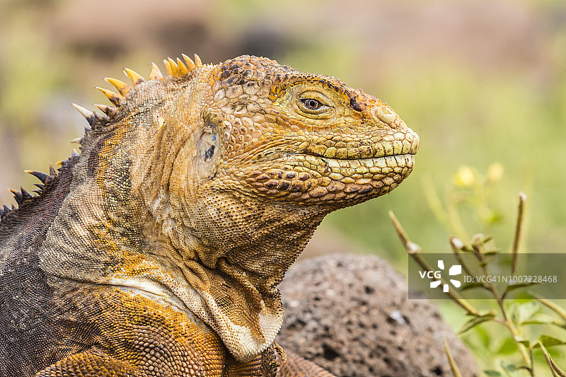 加拉帕戈斯群岛北西摩岛上的加拉帕戈斯陆鬣蜥头部特写图片素材