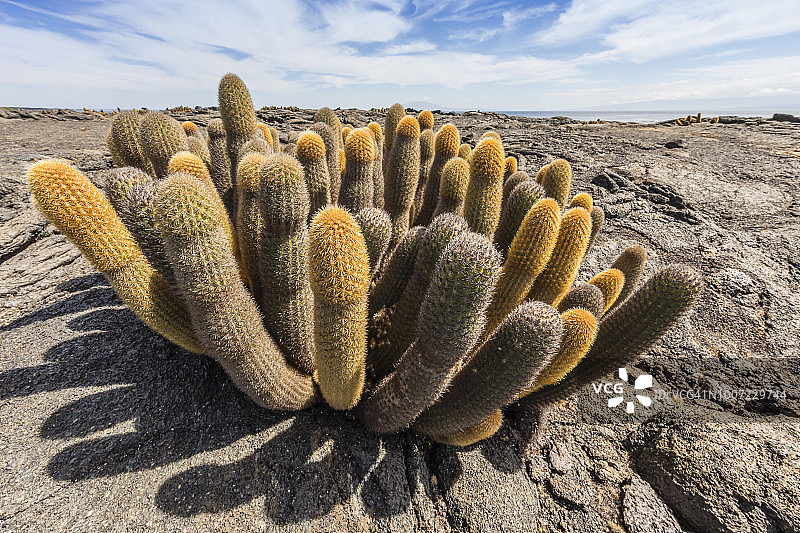 埃瓜多尔费尔南迪纳岛的特有熔岩仙人掌(Brachycereus spp)，加拉帕戈斯联合国教科文组织世界遗产图片素材