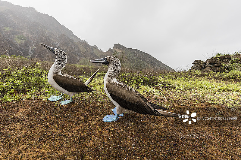 蓝脚鲣鸟（Sula nebouxii）在圣克里斯托瓦尔岛上的求偶展示，加拉帕戈斯群岛，厄瓜多尔，南美洲图片素材