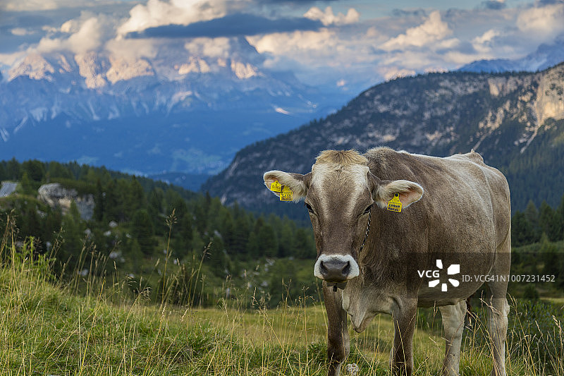 日落时分从马尔莫拉达山口眺望风景和牛群（意大利多洛米蒂山南蒂罗尔）图片素材