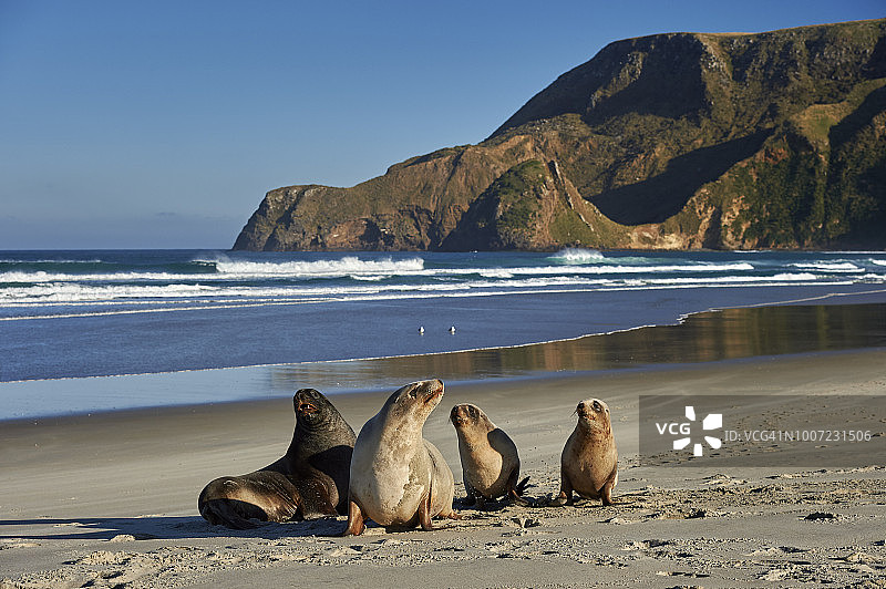 一群新西兰幼年海狮在奥塔哥半岛的艾伦斯海滩图片素材