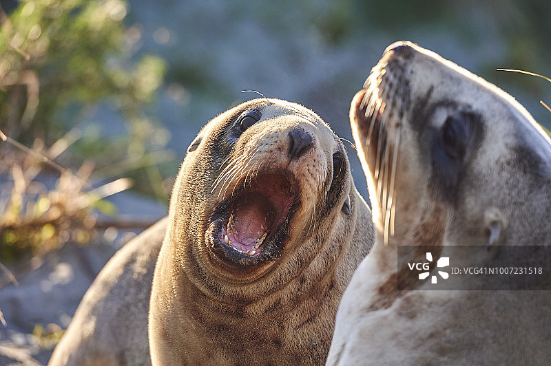 幼年新西兰海狮在奥塔哥半岛沙丘上玩耍，新西兰图片素材