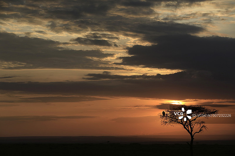 日出时肯尼亚马赛马拉野生动物保护区树木剪影图片素材