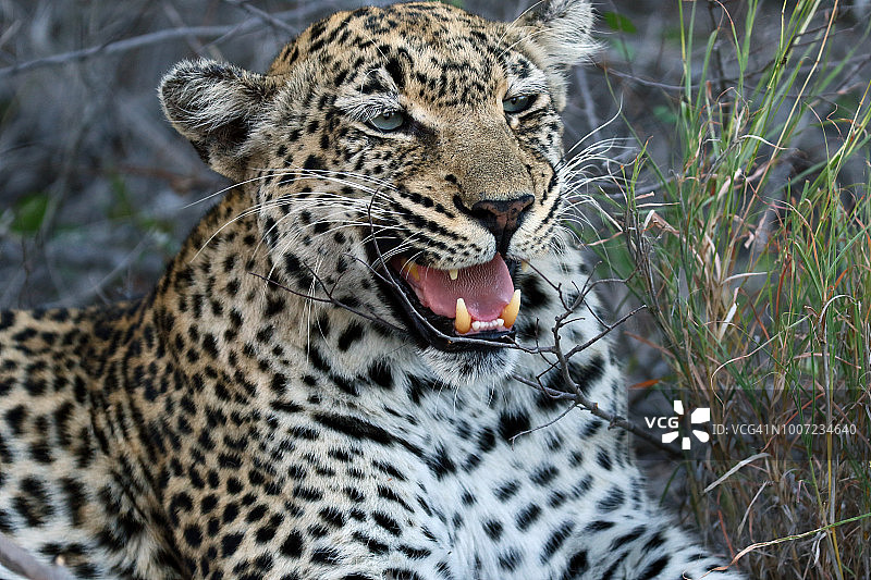 克鲁格国家公园非洲草原上的非洲豹图片素材